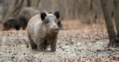 Dziki odkopały 21 niewybuchów z czasów II wojny światowej